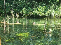 논병아리 from St Naum, North Macedonia on 2025년 09월 12일 (금) at 01:27 오후 by Ogie Avramovska · iNaturalist 논병아리... 