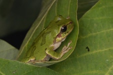 청개구리 from 대한민국 강원특별자치도 강릉시 경포로 on 2025년 09월 07일 (일) at 04:09 오전 by Do-yoon Kim · iNaturalist... 