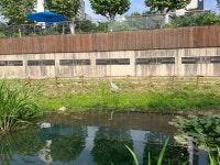 왜가리 from 반월놀이공원, 인천광역시, 인천광역시, KR on 2025년 06월 08일 (일) at 03:36 오후 by Locustology · iNaturalist... 