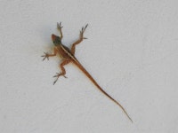 Anolis wattsii from Saint John, Antigua and Barbuda on 2019년 10월 26일 (토) at 02:09 오후 by Georg H. Engelhard. A rather... 