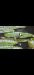 Porphyrio martinica from Tobago, Trinidad and Tobago, TT on 2025년 09월 17일 (수) at 02:01 오후 by woodie007 · iNaturalist...