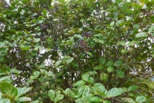 Viburnum treleasei from Açores, Portugal on 2017년 11월 08일 (수) at 12:20 오후 by Joao Tiago Tavares. Viburnum treleasei... 