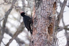 까막딱따구리 from Шкотовский р-н... by Инна Щеголькова · iNaturalist 까막딱따구리 (Dryocopus martius)