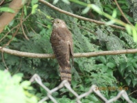 Hierococcyx varius from PQVQ+49, NRI Center City, Hosur, Tamil Nadu 635109, India on 2025년 09월 24일 (수) at 08:49 오전 by... 