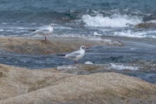 붉은부리갈매기 from 대한민국 강원특별자치도 고성군 토성면 동해대로 on 2025년 09월 06일 (토) at 01:33 오후 by Paul Ha... 