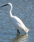 중대백로 from Erringham Farm, Shoreham-by-Sea BN43 5FD, UK on... at 11:28 오전 by Badjie Basen · iNaturalist 중대백로 (Ardea alba)