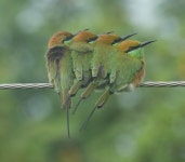 녹색벌잡이새 from Biranpalli on 2025년 10월 02일 (목) at 07... Vijay Dixit Reddy · iNaturalist 녹색벌잡이새 (Merops orientalis)
