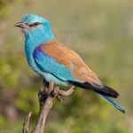 푸른파랑새 from Beykoz, Istanbul, TR on 2025년 05월 07일... 오후 by Can Karayel · iNaturalist 푸른파랑새 (Coracias garrulus)