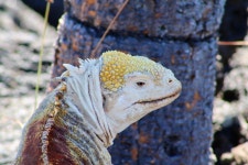 갈라파고스육지이구아나 in 10월 2025 by Karek Walker · iNaturalist 갈라파고스육지이구아나 (Conolophus subcristatus)