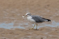 괭이갈매기 in 9월 2025 by Oscar Ho · iNaturalist 괭이갈매기 (Larus crassirostris)