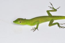 Anolis chloris from La Linda, Urrao, Antioquia, Colombia on 2013년 06월 26일 (수) by Esteban Alzate Basto. MHUA-R 12620... 