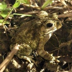 아시아검은안경두꺼비 from China, Shen Zhen Shi, Guang Ming Qu... iNaturalist 아시아검은안경두꺼비 (Duttaphrynus melanostictus)