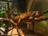 Iguana iguana from Vandalur Zoo, Tamil Nadu 600048, India on 2024년 08월 14일 (수) at 11:46 오전 by Venky Ramaswamy... 