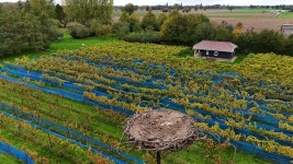 유럽홍부리황새 from 7396 NH Terwolde, Nederland on 2025년 10월 10일 (금) at 03:11 오후 by Hendrik IJzerman. De drone dji... 