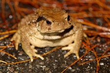 대만두꺼비 from 252台灣新北市三芝區 on 2025년 10월 18일... by 林智偉（David Lin） · iNaturalist 대만두꺼비 (Bufo bankorensis)