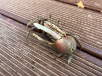 농게 from 소래로154번길, 인천광역시, 인천광역시, KR on 2025년 10월 19일 (일) at 01:54 오후 by Locustology · iNaturalist... 