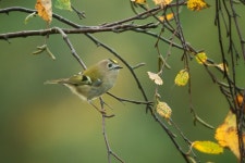 상모솔새 from Knivsta, Uppsala County, SE on 2025년 10월 11일 (토) at 02:16 오후 by Jonathan Lövholm · iNaturalist... 