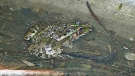 Hoplobatrachus tigerinus from C8V4+QJ, Journalists Colony Phase 3, Phase 3, Gachibowli, Hyderabad, Telangana 500046, India on... 