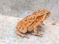 아시아검은안경두꺼비 from 8J4R+58G, Devanahalli... R · iNaturalist 아시아검은안경두꺼비 (Duttaphrynus melanostictus)