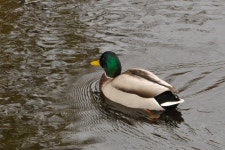 청둥오리 from 37-100 Łańcut, Polska on 2025년 10월 28일... 오후 by Jarosław Bury · iNaturalist 청둥오리 (Anas platyrhynchos)