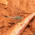 Diplacodes trivialis from Surroundings of the Tanah Merah village on 2016년 11월 23일 (수) by Martin Mandák · iNaturalist... 