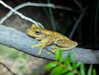 Pengilleyia tyleri in 11월 2025 by Ayla Manson · iNaturalist Pengilleyia tyleri