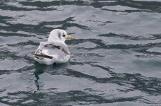 세가락갈매기 from Dalvik, Iceland on 2018년 07월 20일 (금) at 04:25 오후 by Peter Kelly · iNaturalist 세가락갈매기 (Rissa... 