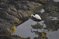 쇠백로 from Ilha do Faial, Horta, Ilha do Faial, PT on 2020년 01월 04일 (토) at 05:13 오후 by Rui Simas · iNaturalist 쇠백로... 