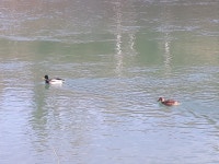 청둥오리 from Villach Etrichstraße, 9500 Villach, Österreich... by Esther Trattnik · iNaturalist 청둥오리 (Anas platyrhynchos)