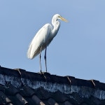 중대백로 from 758Q+76G Rekreasi Kano, Pemogan, Denpasar Selatan, Kota Denpasar, Bali, Indonesia on 2025년 07월 27일 (일) at 04... 