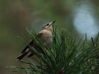 Москва, Россия on 2025년 11월 20일 (목) at 02:02 오후 by Ann B. Lion · iNaturalist 상모솔새 (Regulus regulus)