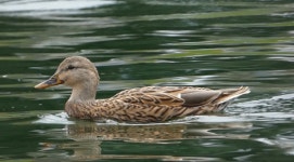 청둥오리 from East Los Angeles, CA, USA on 2025년 11월 22일... by Bryce Matsushita · iNaturalist 청둥오리 (Anas platyrhynchos)