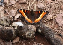 Aglais milberti from Rabbit Ears, Steamboat Springs CO on 2014년 07월 18일 (금) by Alison Kondler · iNaturalist Aglais milberti