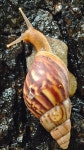 왕달팽이 from XRHP+W6P, Byculla East, Byculla, Mumbai, Maharashtra 400027, India on 2025년 08월 15일 (금) at 05:44 오후 by... 