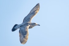 옅은재갈매기 from San Diego County, CA, USA on 2025년 10월 25일 (토) at 04:03 오후 by Nancy Christensen · iNaturalist... 