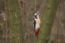 오색딱따구리 from Via Cirione, San Giovanni in Persiceto... 오전 by montesole · iNaturalist 오색딱따구리 (Dendrocopos major)