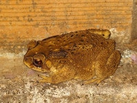 아시아검은안경두꺼비 from Nong Lu, Sangkhla Buri District... iNaturalist 아시아검은안경두꺼비 (Duttaphrynus melanostictus)