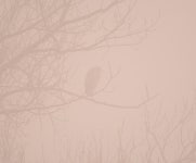 왜가리 from RIETI | Ponte Crispolti # f9034, 02100 Rieti RI, Italia on 2025년 12월 06일 (토) at 10:37 오전 by ALBERTO MANGANARO... 