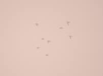꺅도요 from RIETI | Ponte Crispolti # f9034, 02100 Rieti RI, Italia on 2025년 12월 06일 (토) at 11:47 오전 by ALBERTO... 