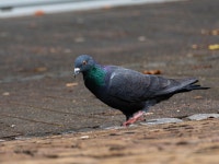 집비둘기 from Kernstadt, 33 Paderborn, Deutschland on 2025년... by Mokka · iNaturalist 집비둘기 (Variety Columba livia domestica)