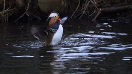 원앙 from Kajplads, Ry Havn, 8680 Ry, Danmark on 2025년 12월... 01:07 오후 by Mads Burgdorff · iNaturalist 원앙 (Aix galericulata)