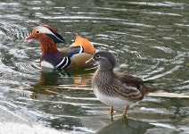 원앙 from Северо-Восточный... at 01:21 오후 by Людмила Губина · iNaturalist 원앙 (Aix galericulata)