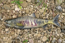 연어 from 대한민국 강원특별자치도 삼척시 오십천로 on 2013년 11월 02일 (토) at 04:54 오후 by Jeon, Hyung-Bae (전형배)... 