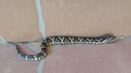 Xenodon merremii from H3705, Chaco, Argentina on 2025년 12월 17일 (수) at 10:24 오전 by Mauro Aquino · iNaturalist Xenodon... 