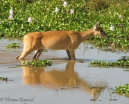 Odocoileus virginianus gymnotis from Hato El Cedral Venezuela on 2007년 12월 23일 (일) by Theresa Bayoud · iNaturalist... 