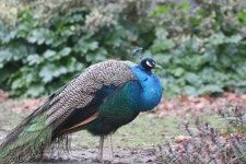 인도공작 from Parc Zoologique, 94160 Saint-Mandé, France on... 오후 by Nicolas Marmet · iNaturalist 인도공작 (Pavo cristatus)