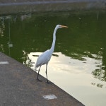 중대백로 from Parada Calz. Lomas - Museo Historia., Bosque de Chapultepec II Secc, 11100 Ciudad de México, CDMX, México on... 