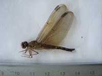 Neurothemis terminata from Mainit, Compostela Valley, Philippines on 2012년 02월 16일 (목) at 10:33 오후 by milton norman... 