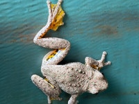 Pengilleyia peronii from Castille Ct, Highfields, QLD, AU on 2026년 01월 02일 (금) at 11:05 오전 by Leonie Youngberry... 