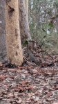 Varanus varius from Brookfield QLD 4069, Australia on 2026년 01월 04일 (일) at 04:42 오후 by Duke Chien · iNaturalist Varanus... 
